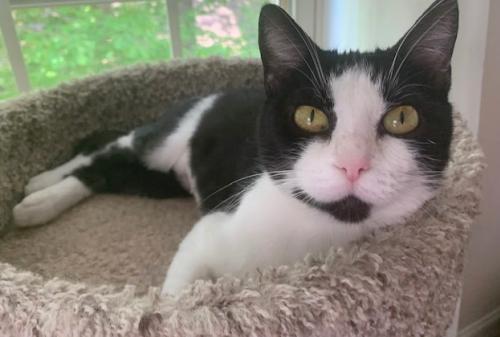 Cricket cat, Adopted, Adult Female Domestic Short Hair.