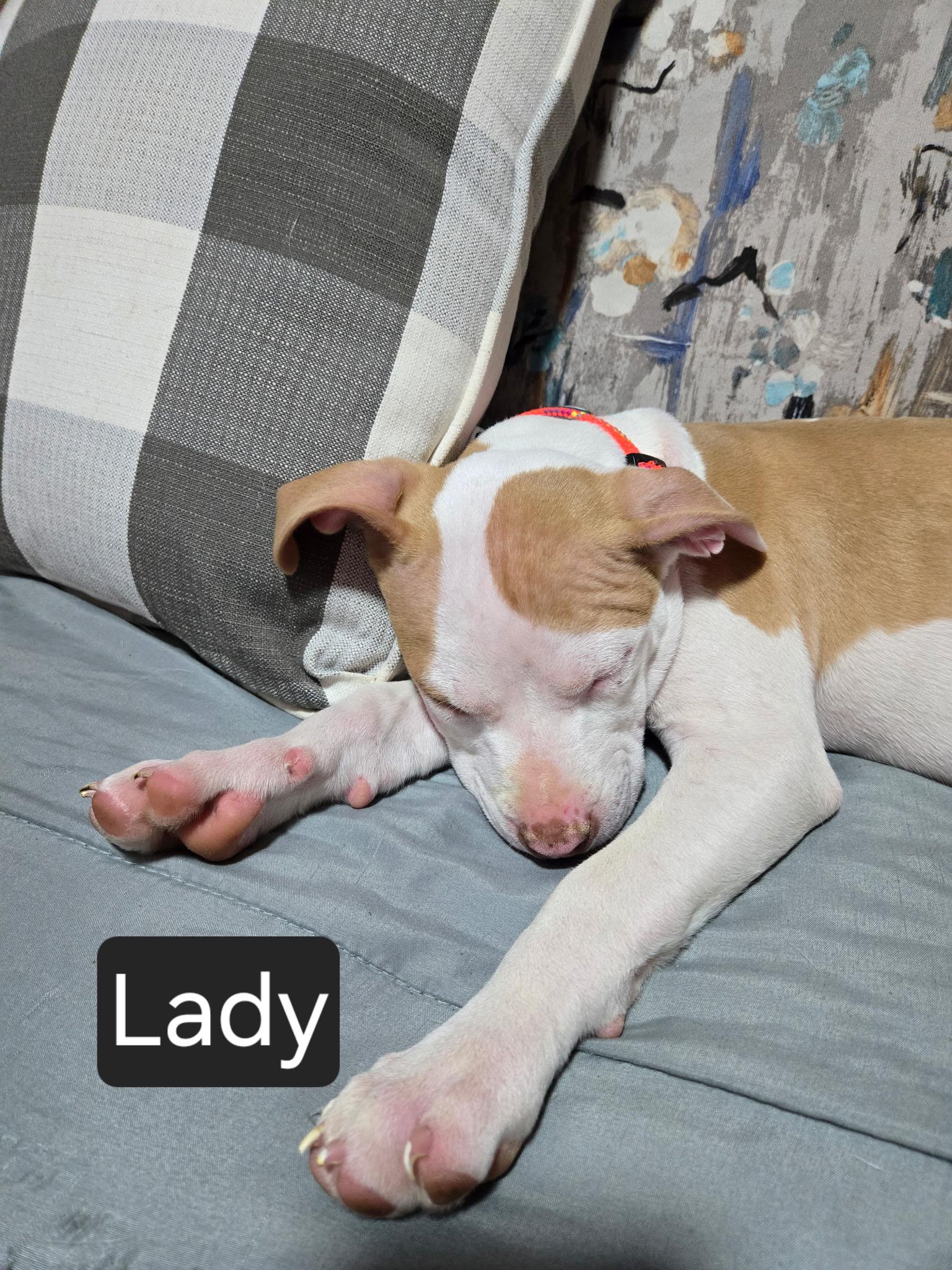 Enlarge Lady, an adopted mixed breed in Algonquin, IL image 1/2