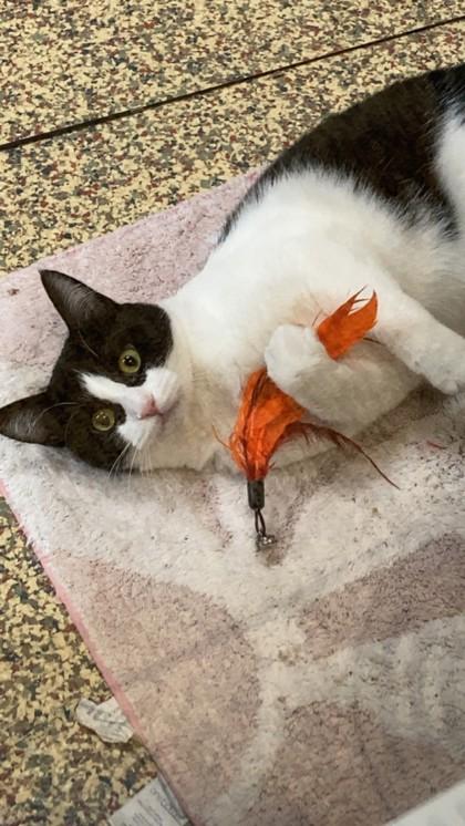 Enlarge Stacy, a Adoptable Domestic Short Hair in Merriam, KS image 2/3