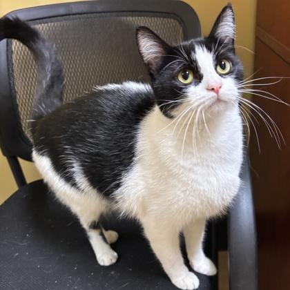 Stacy, Adoptable, Adult Female Domestic Short Hair & Domestic Short Hair.