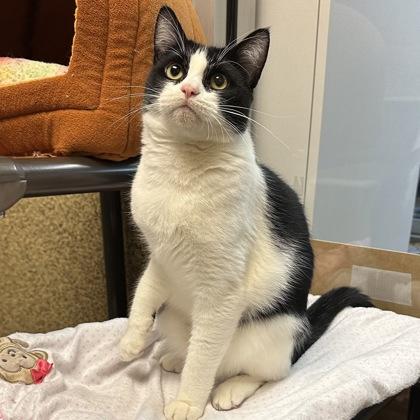 Enlarge Stacy, a Adoptable Domestic Short Hair in Merriam, KS image 2/3