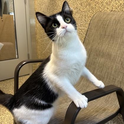 Enlarge Stacy, a Adoptable Domestic Short Hair in Merriam, KS image 3/3