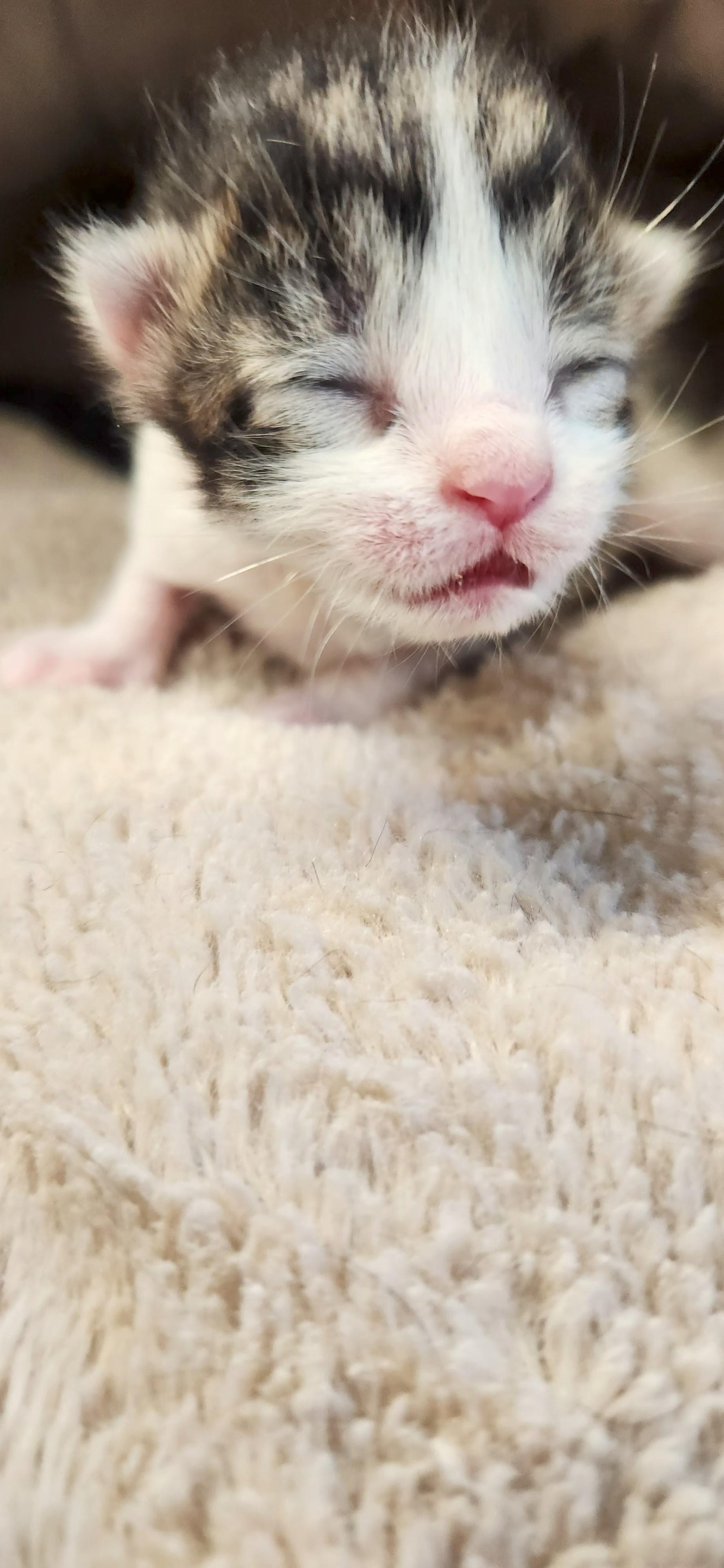 T-Rex, a ADOPTABLE American Shorthair in Boonville, MO image 2/2