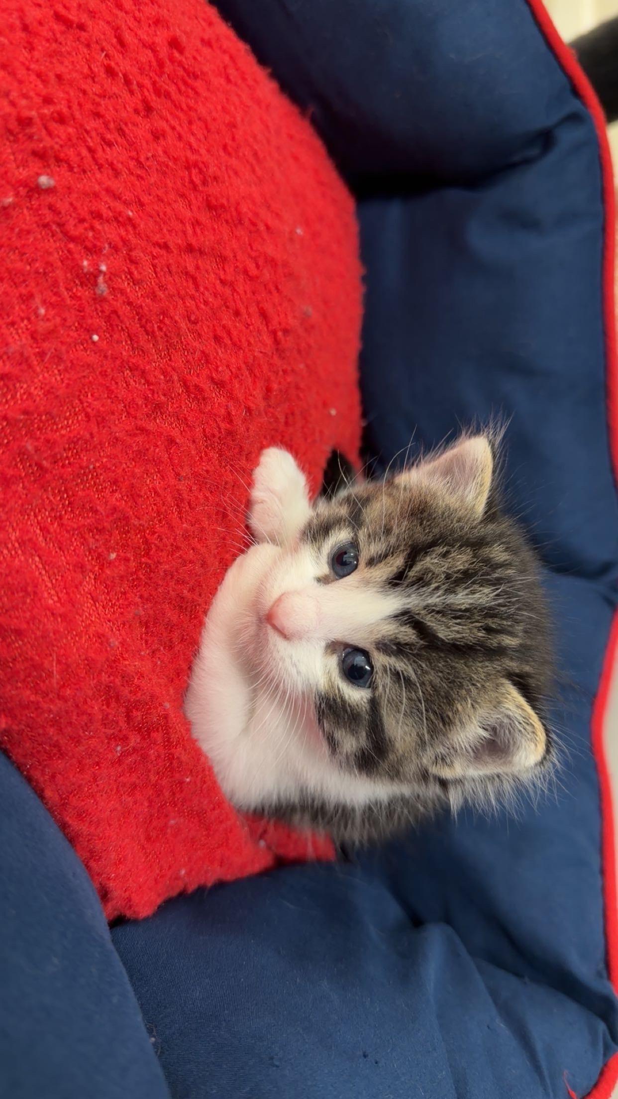 T-Rex, a ADOPTABLE American Shorthair in Boonville, MO image 1/2
