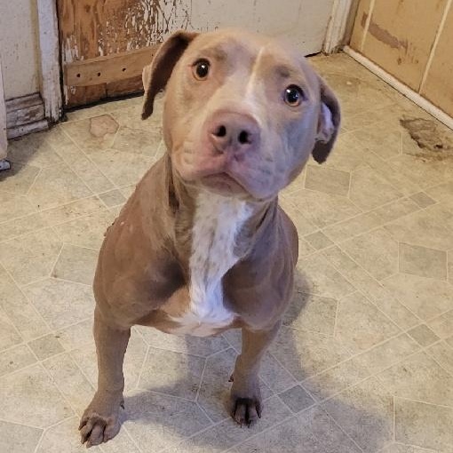 Enlarge Willow, a Adopted mixed breed in Monroe, MI image 1/1