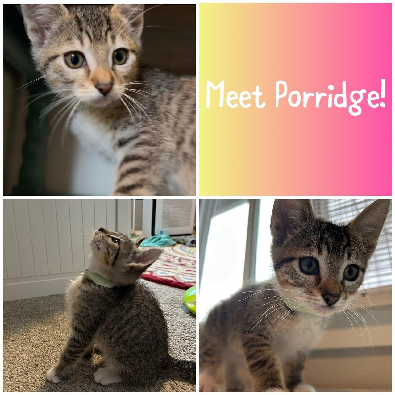 Enlarge Porridge, a Adoptable Domestic Short Hair in Newberg, OR image 1/1