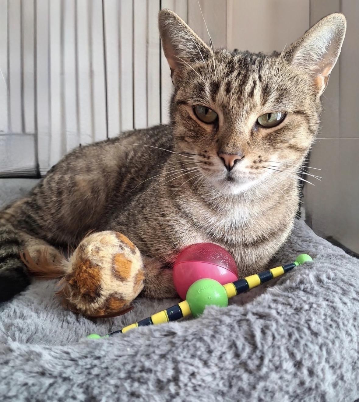 Enlarge Gracie ( friendly & sweet), an adopted Domestic Short Hair in Staten island, NY image 3/4