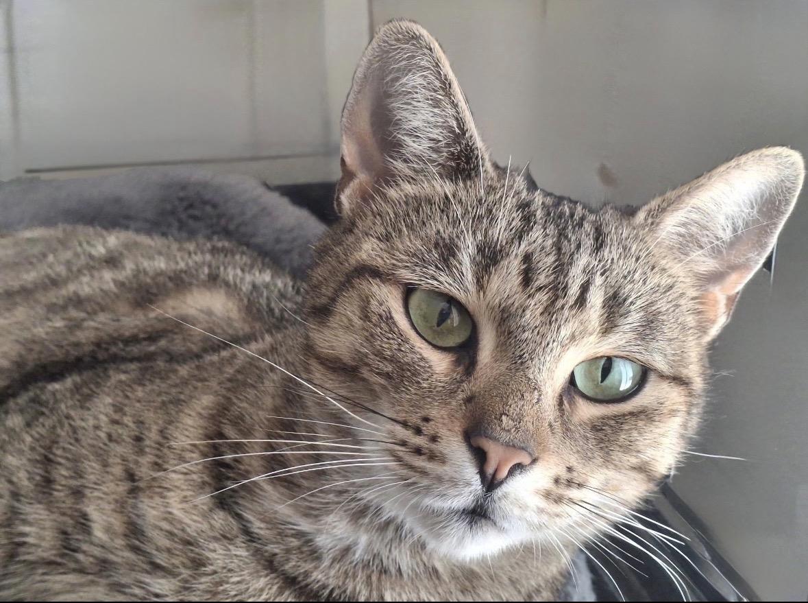 Gracie ( friendly & sweet), adopted, Young Female Domestic Short Hair.