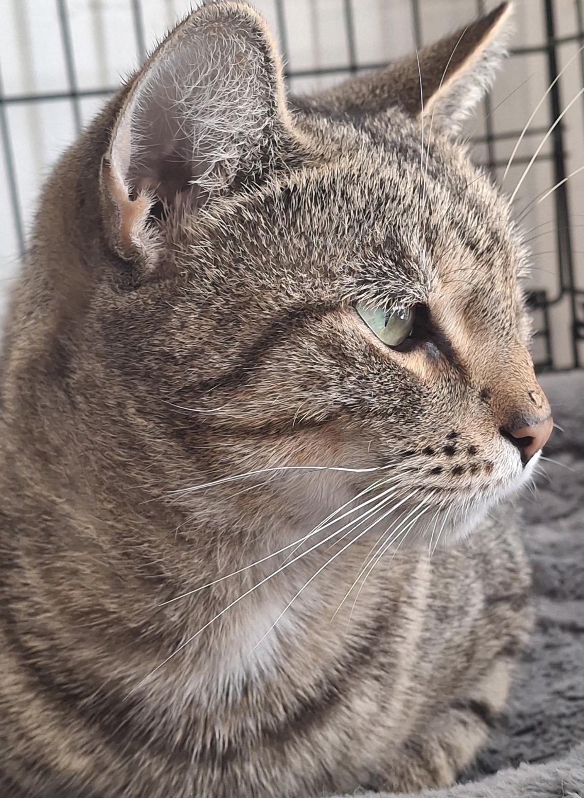 Enlarge Gracie ( friendly & sweet), an adopted Domestic Short Hair in Staten island, NY image 2/4