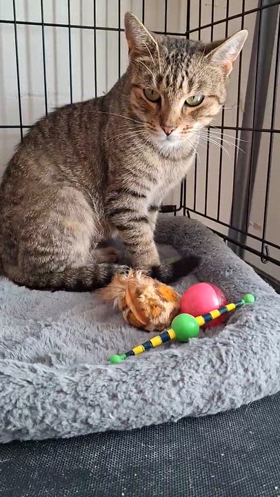Enlarge Gracie ( friendly & sweet), an adopted Domestic Short Hair in Staten island, NY video 4/4