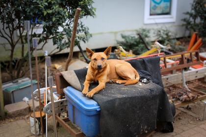 26-29 Buster Brown, Adoptable, Adult Male Mixed Breed & Mixed Breed.