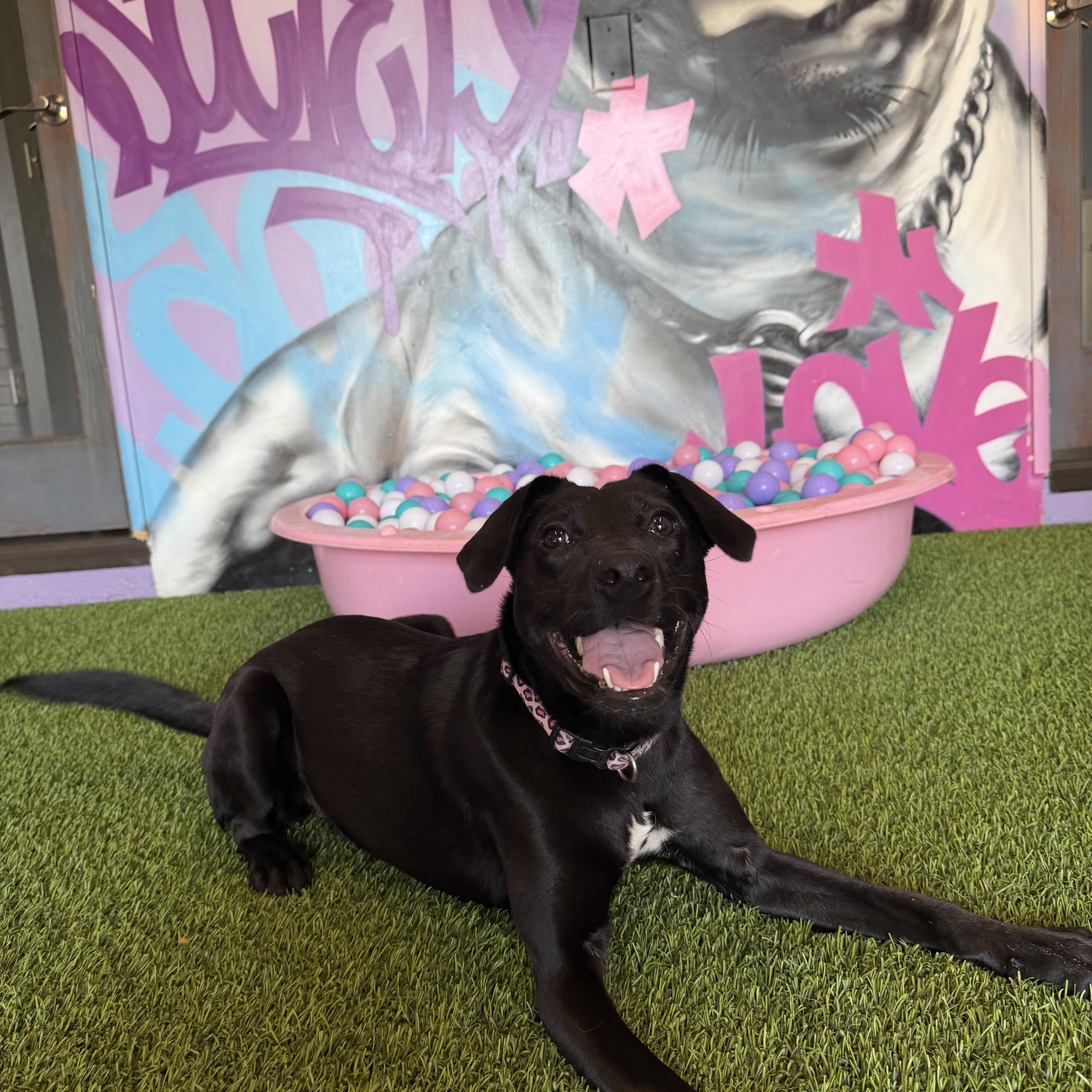 Enlarge Penelope, an adoptable mixed breed in Cumberland, RI image 2/6