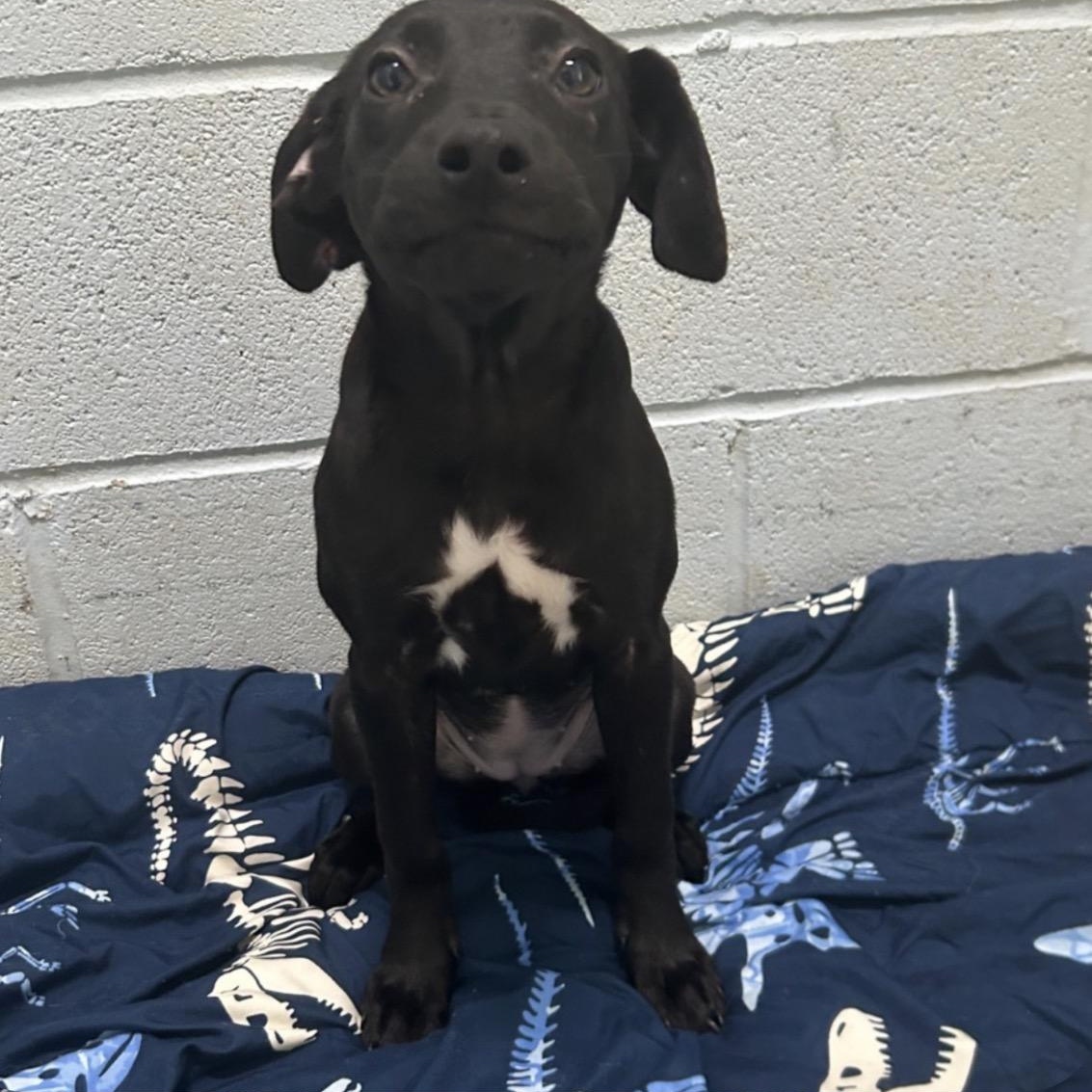 Enlarge Penelope, an adopted mixed breed in Cumberland, RI image 4/4