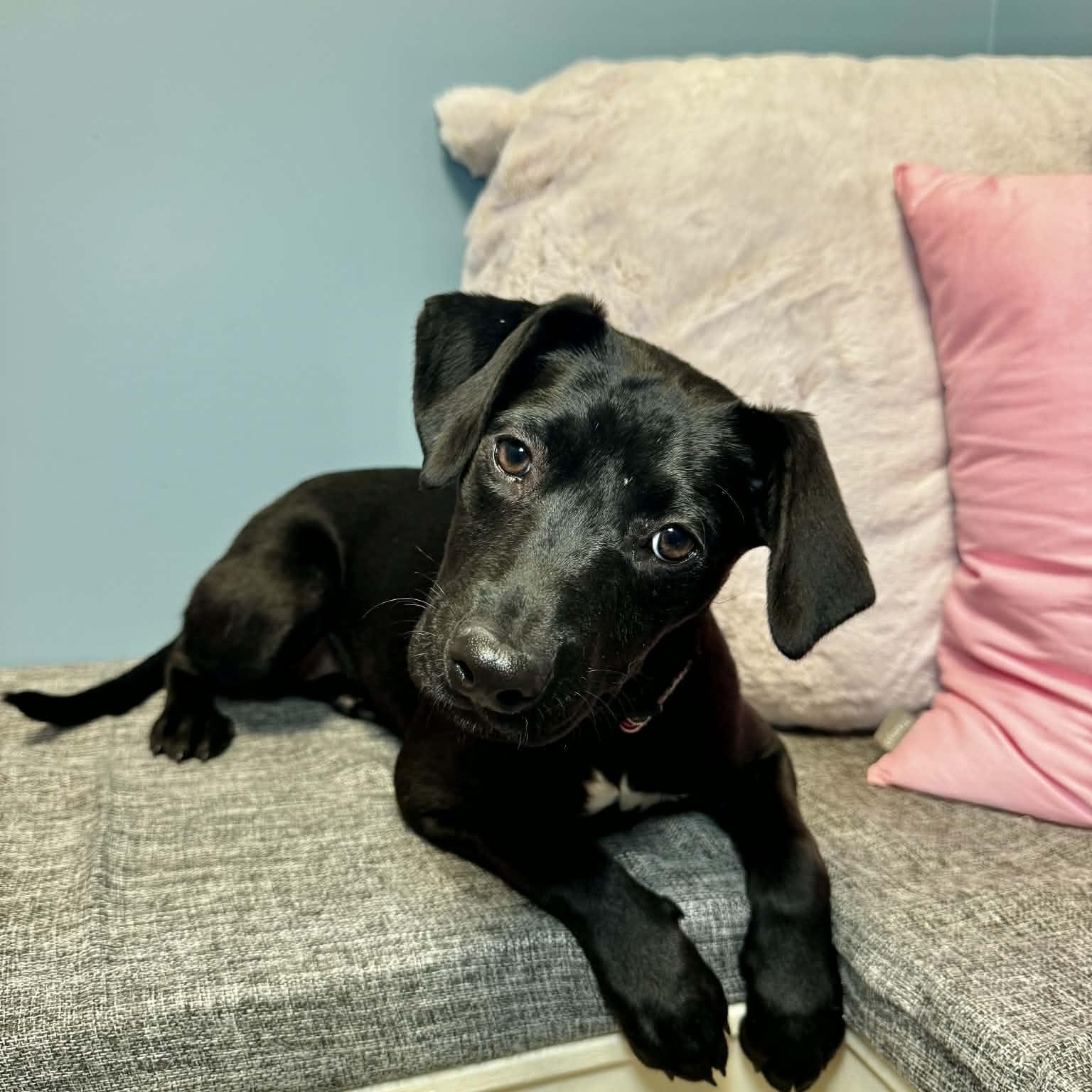 Enlarge Penelope, an adopted mixed breed in Cumberland, RI image 2/4