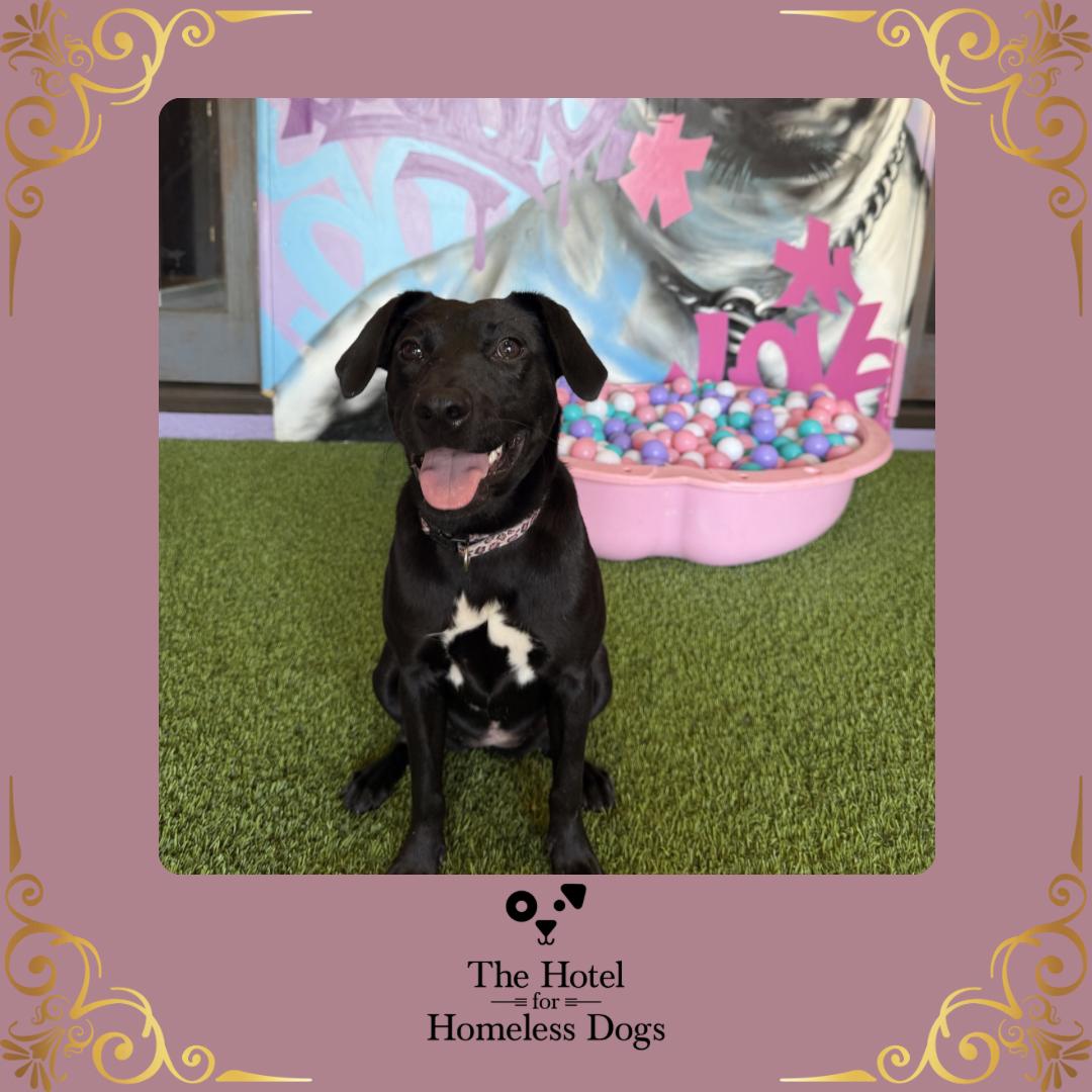 Enlarge Penelope, an adoptable mixed breed in Cumberland, RI image 1/6
