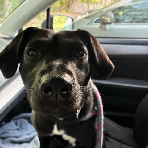 Enlarge Penelope, an adoptable mixed breed in Cumberland, RI image 5/6