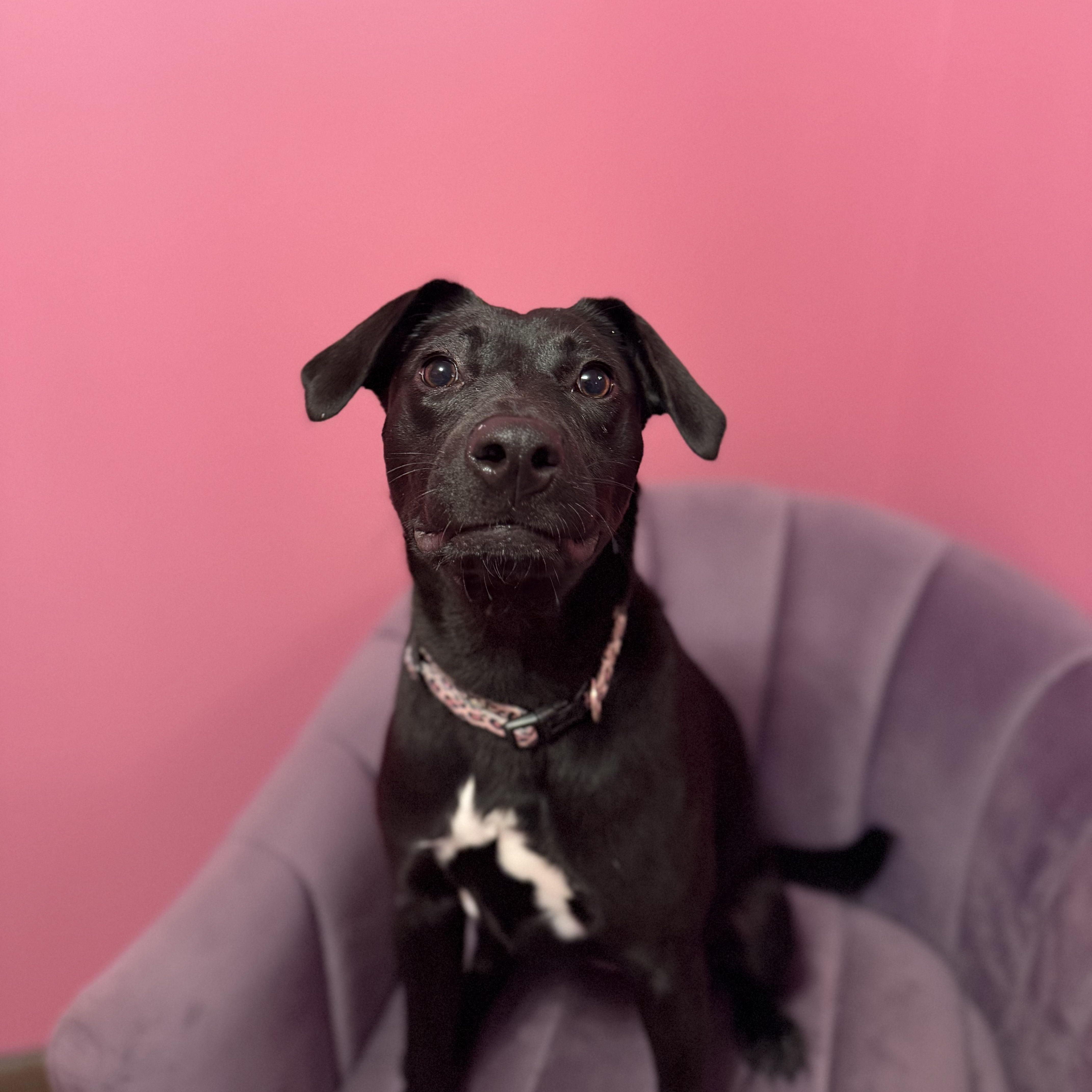 Enlarge Penelope, an adoptable mixed breed in Cumberland, RI image 3/6