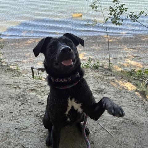 Enlarge Penelope, an adoptable mixed breed in Cumberland, RI image 6/6