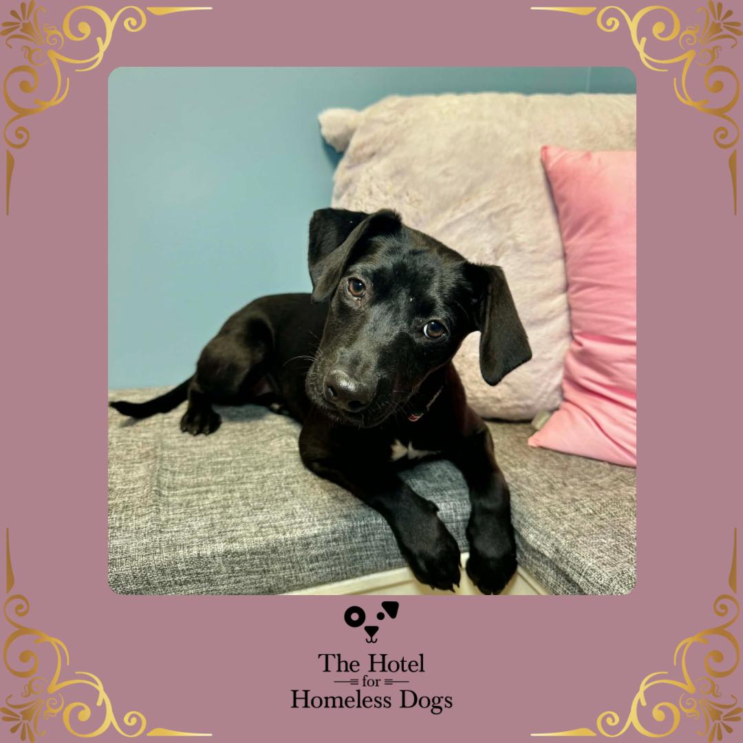 Penelope, adopted, Puppy Female Labrador Retriever & Terrier.