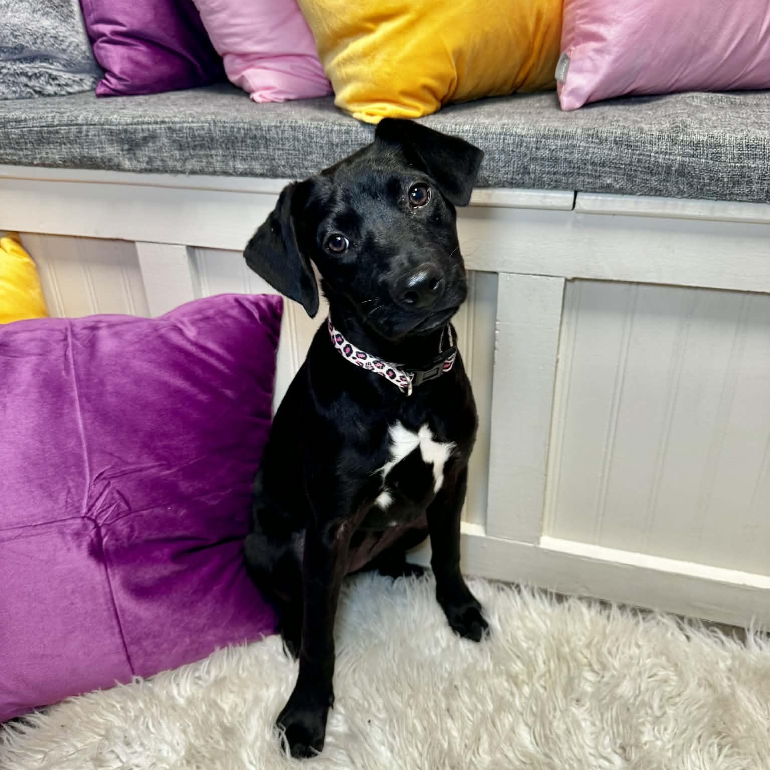 Enlarge Penelope, an adopted mixed breed in Cumberland, RI image 3/4