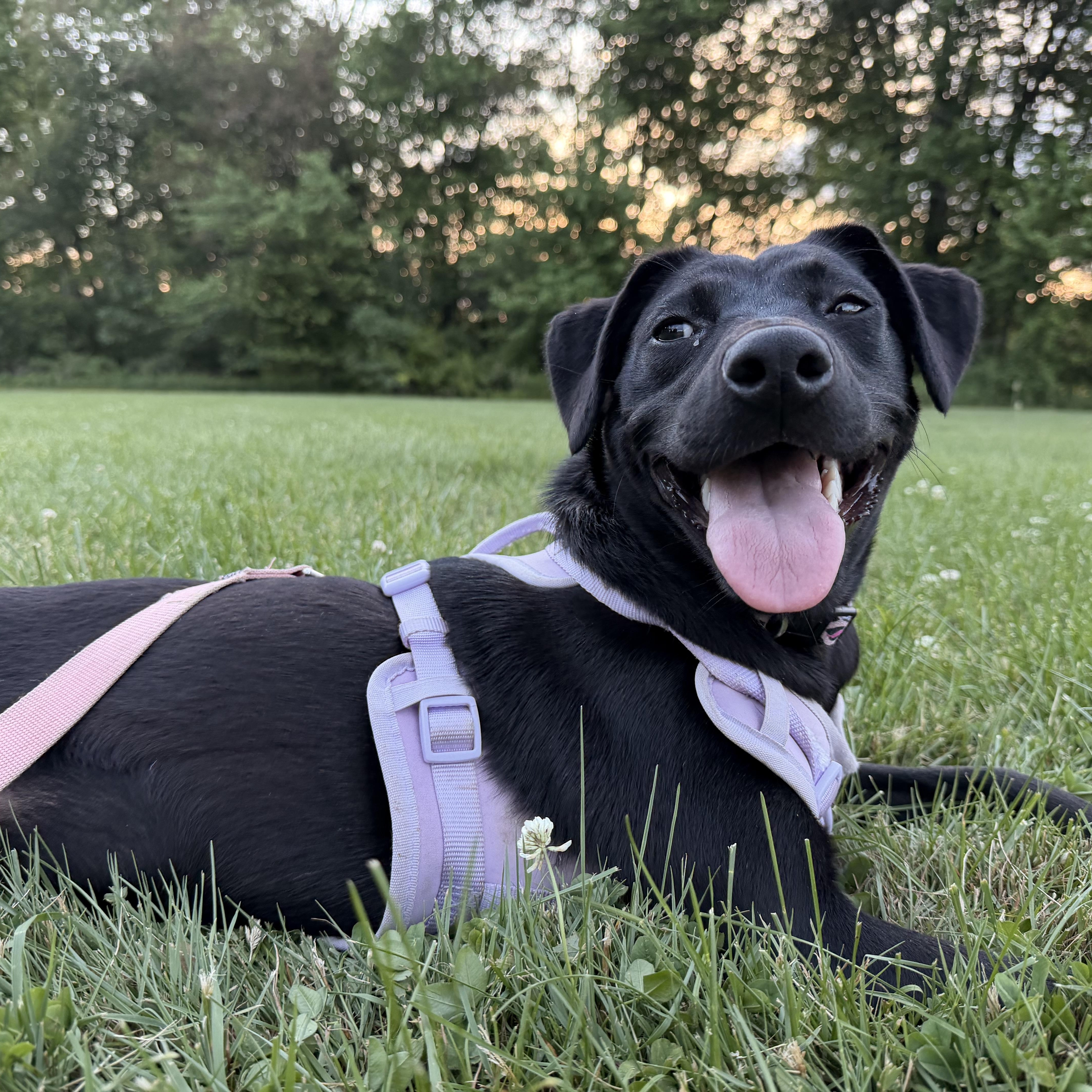 Enlarge Penelope, an adoptable mixed breed in Cumberland, RI image 4/6