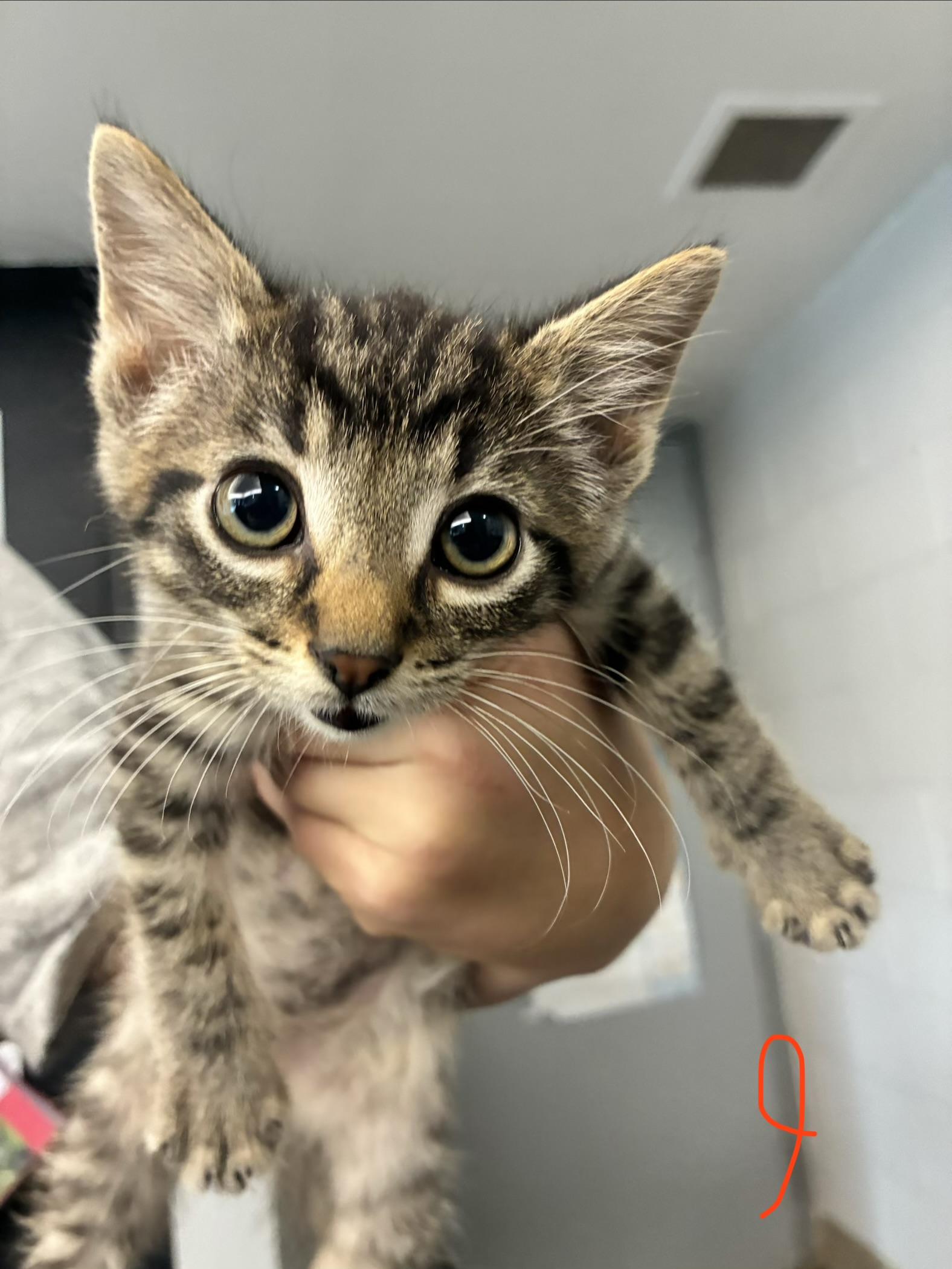 Matcha, ADOPTABLE, Kitten Male Domestic Short Hair.