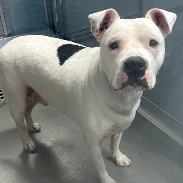 Alfredo, a Adoptable mixed breed in Des Moines, IA image 2/2