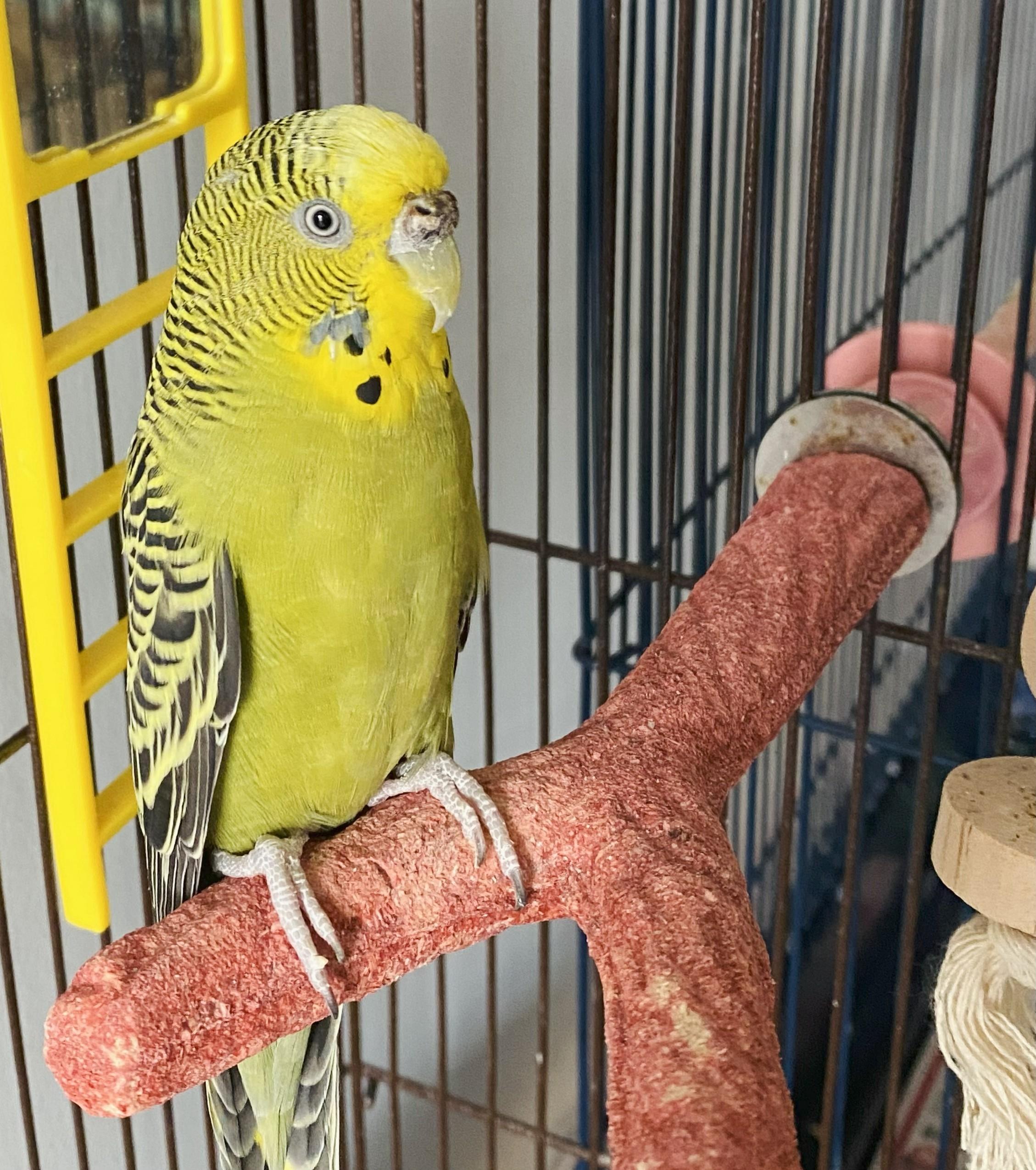 Enlarge Olive, a Adoptable Parakeet (Other) in Branford, CT image 1/1