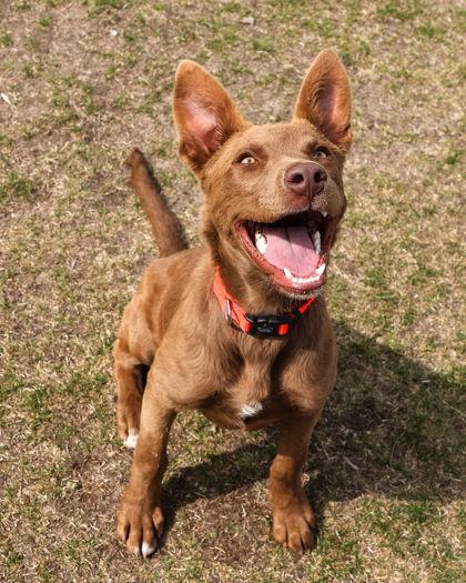Enlarge Hawk, a ADOPTABLE Cattle Dog in Hamilton, MT image 2/4