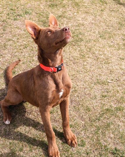 Enlarge Hawk, a ADOPTABLE Cattle Dog in Hamilton, MT image 4/4