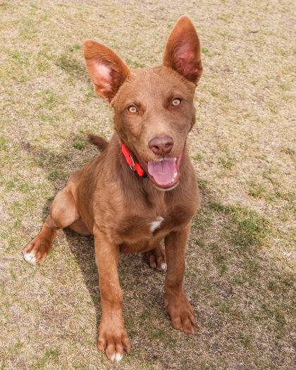 Enlarge Hawk, a ADOPTABLE Cattle Dog in Hamilton, MT image 1/4