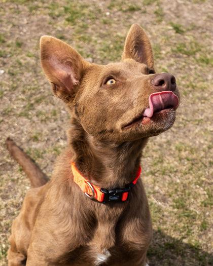 Enlarge Hawk, a ADOPTABLE Cattle Dog in Hamilton, MT image 3/4