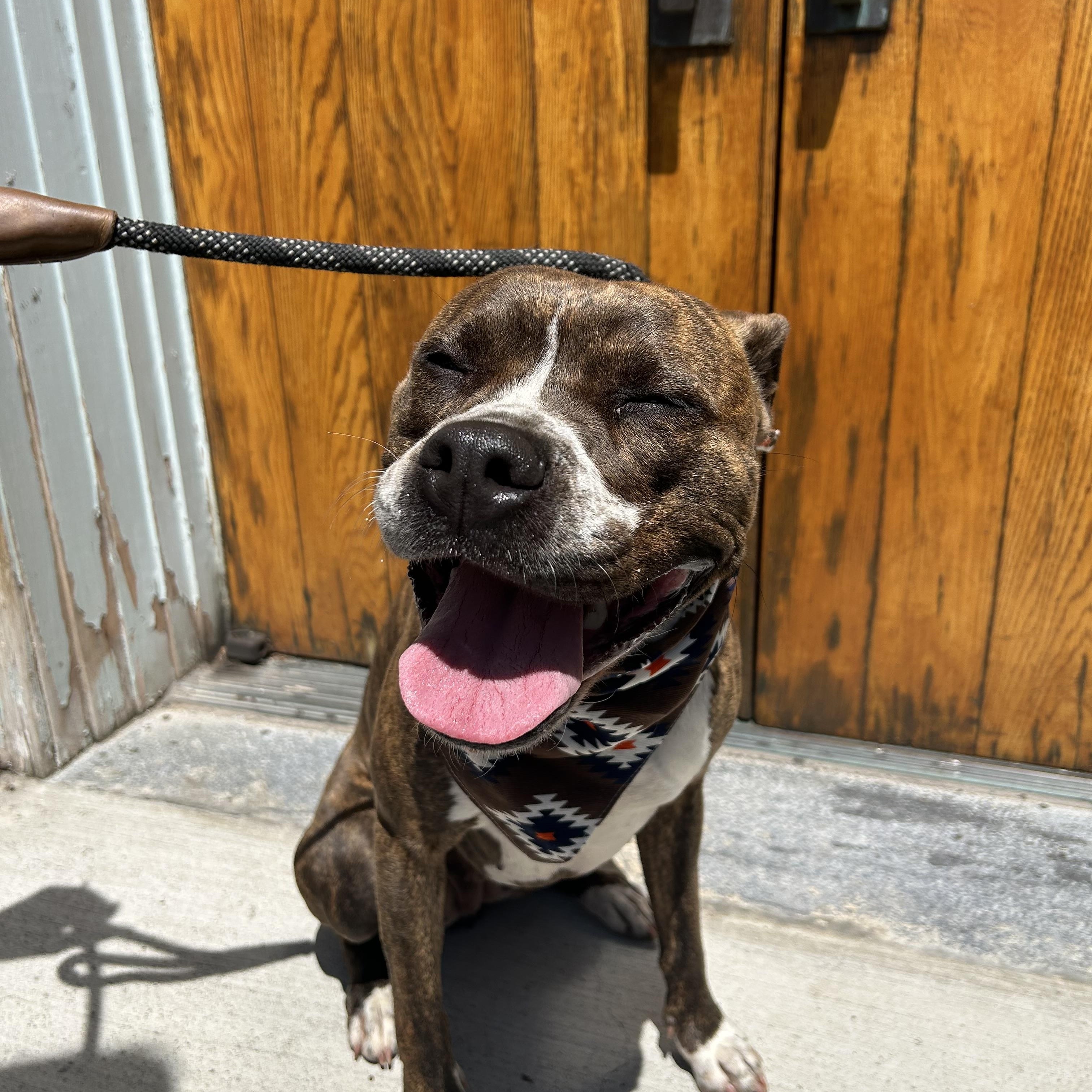 Myla, an adoptable Pit Bull Terrier in Buffalo, NY image 5/6