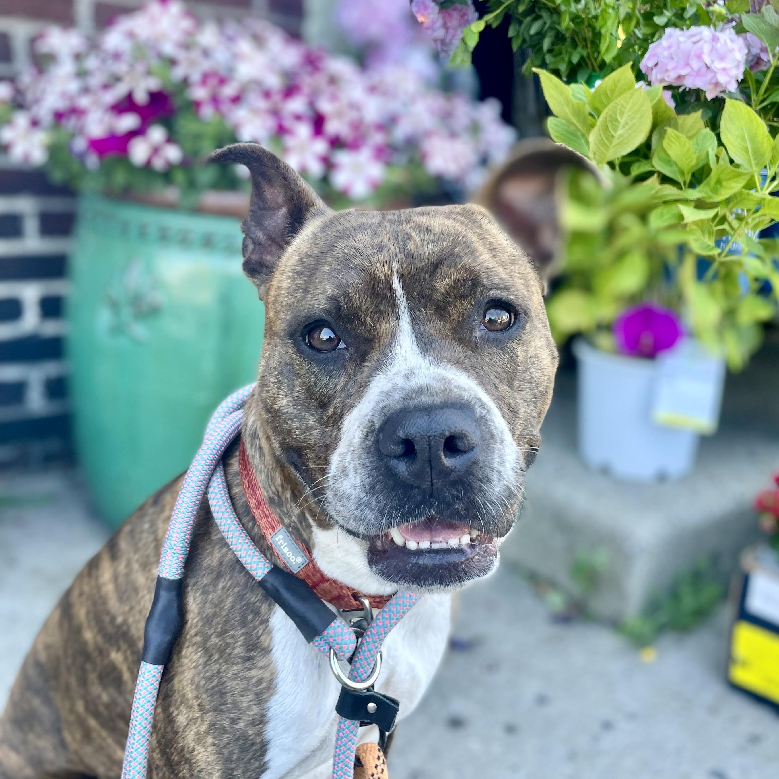 Myla, adoptable, Young Female Pit Bull Terrier.