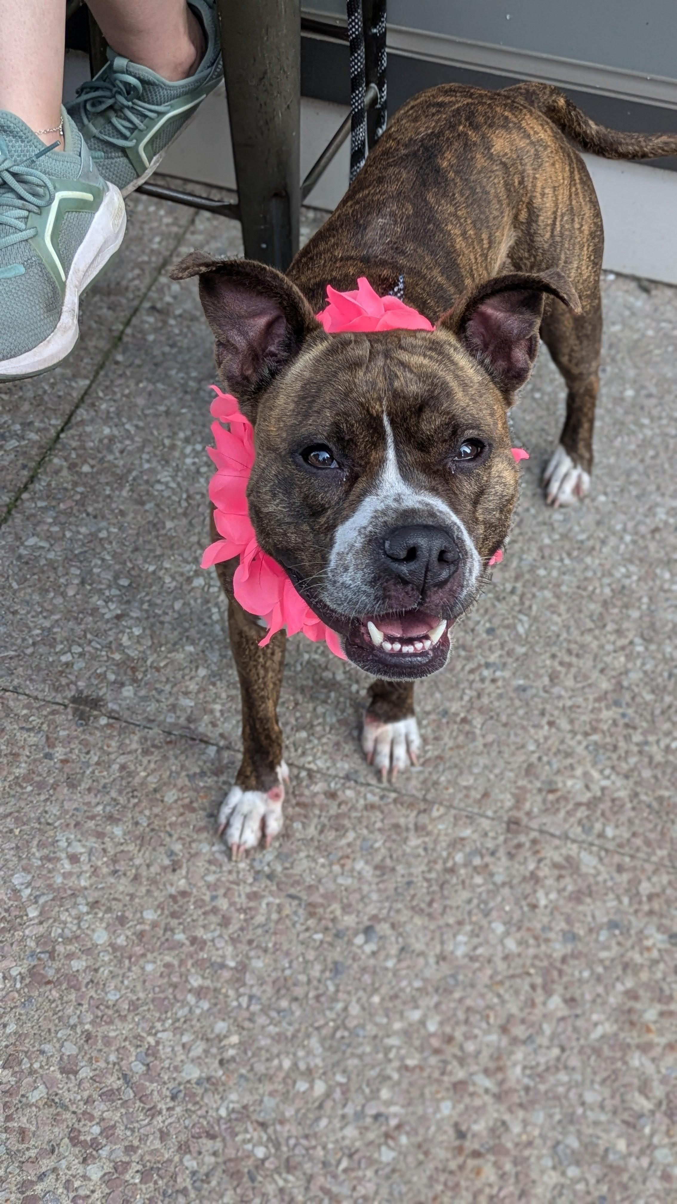 Myla, an adoptable mixed breed in Buffalo, NY image 5/6
