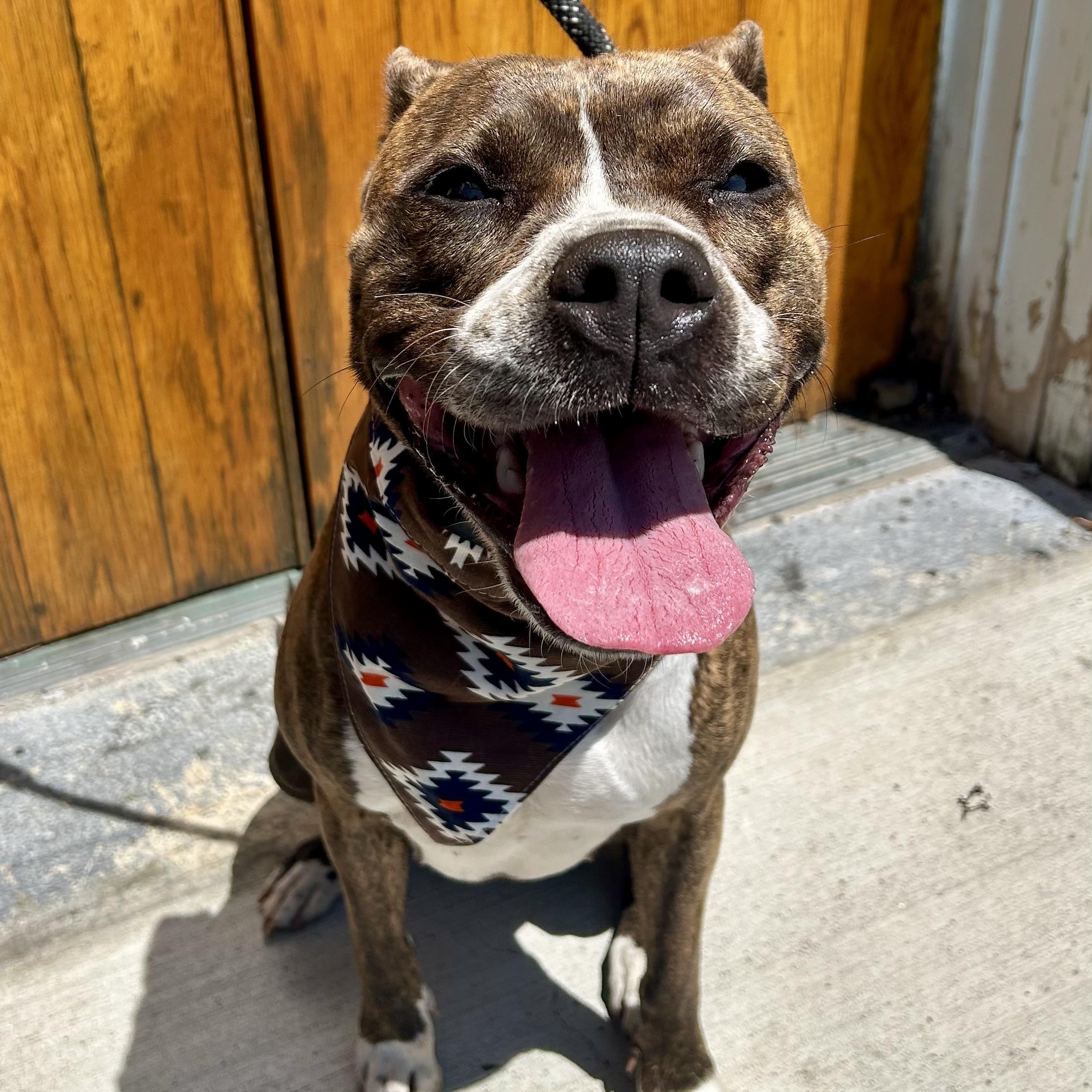 Myla, an adoptable Pit Bull Terrier in Buffalo, NY image 6/6