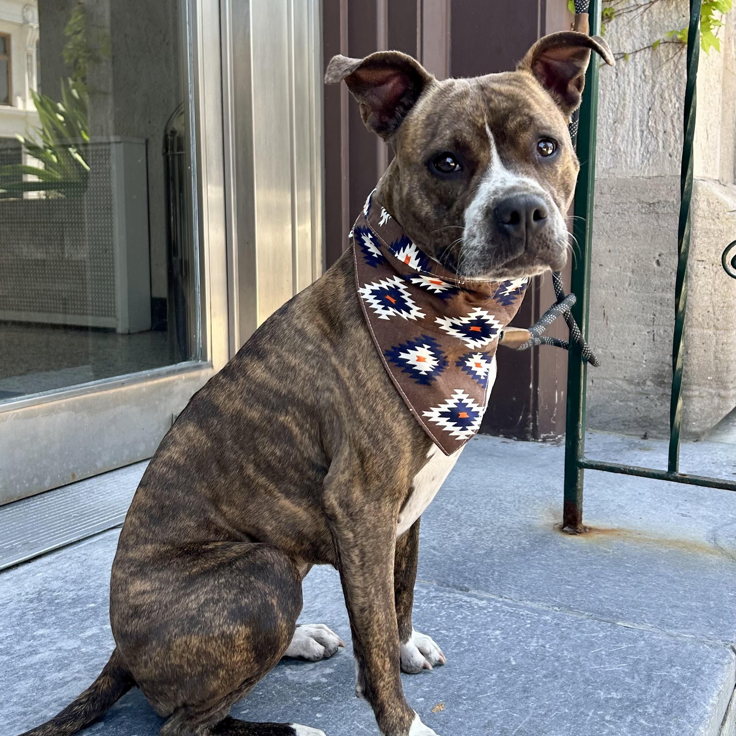 Myla, an adoptable Pit Bull Terrier in Buffalo, NY image 2/6