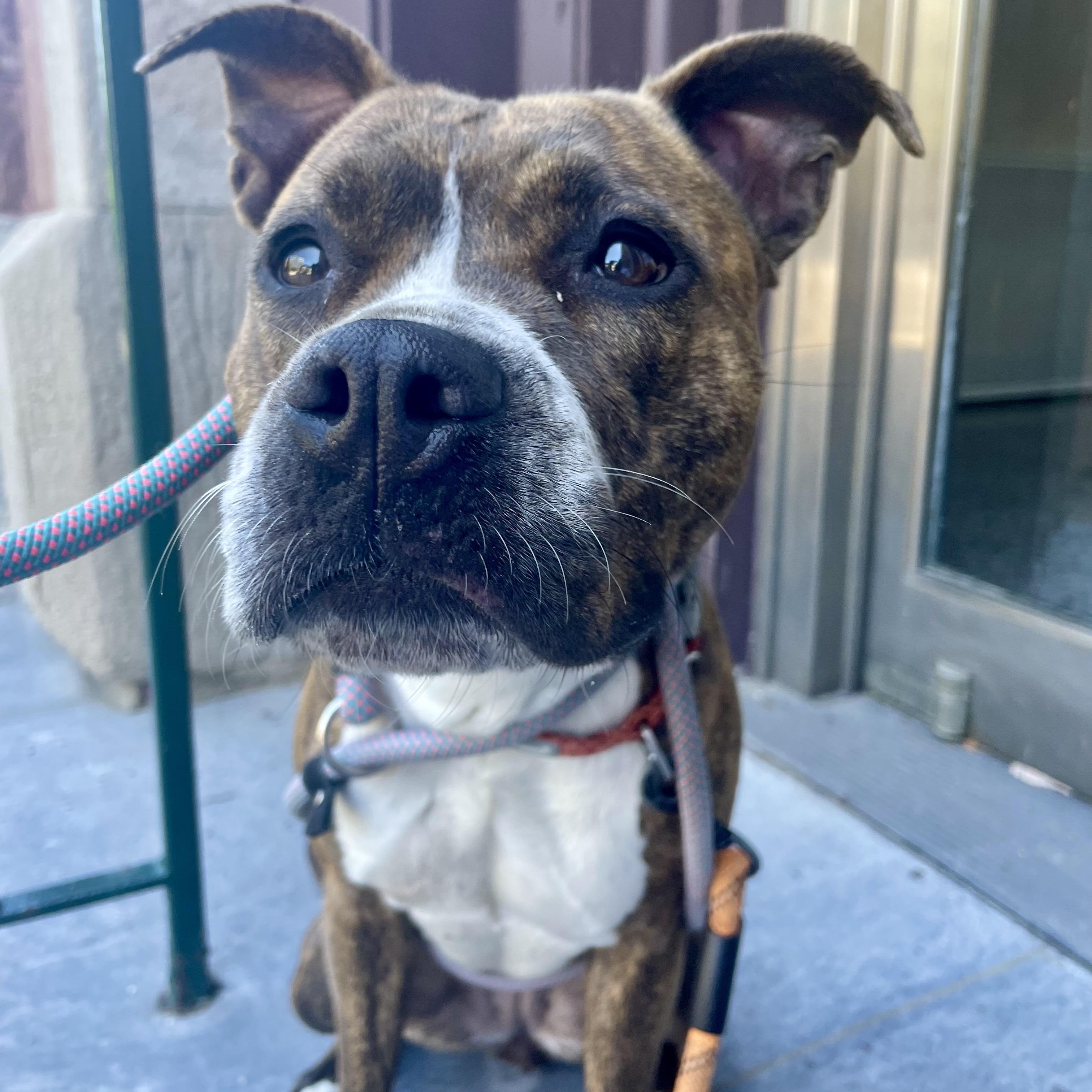 Myla, an adoptable Pit Bull Terrier in Buffalo, NY image 4/6