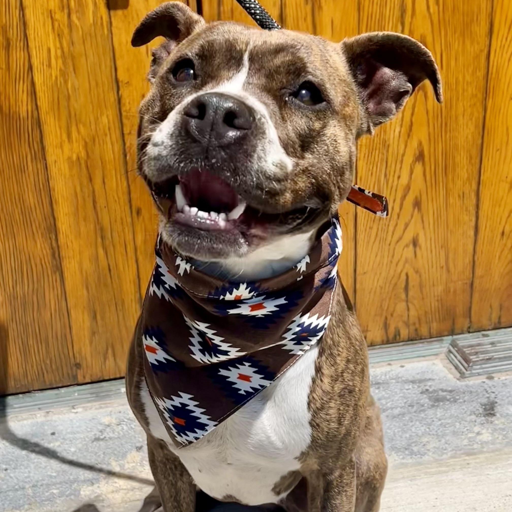 Myla, adoptable, Young Female Pit Bull Terrier.