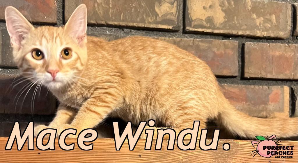 Enlarge Mace Windu, a Adoptable mixed breed in Douglasville, GA image 2/2