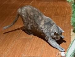 Minnie, Adoptable, Adult Female Domestic Short Hair & Domestic Short Hair.