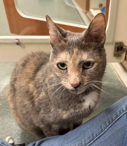 Enlarge Minnie, a Adoptable mixed breed in Fairfax, VA image 2/3