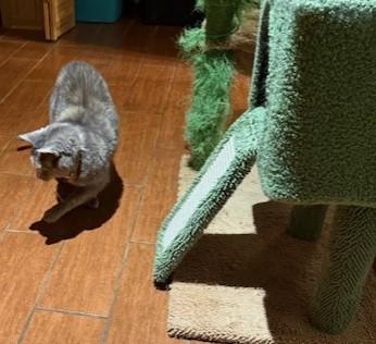 Enlarge Minnie, a Adoptable mixed breed in Fairfax, VA image 3/3