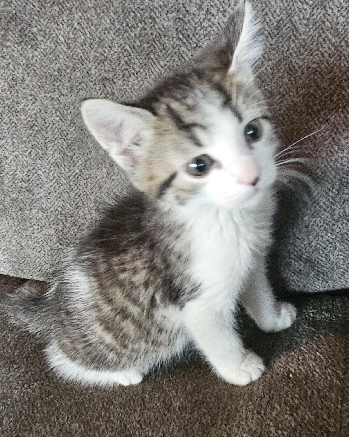 Blarney, an adopted mixed breed in Racine, WI image 5/5