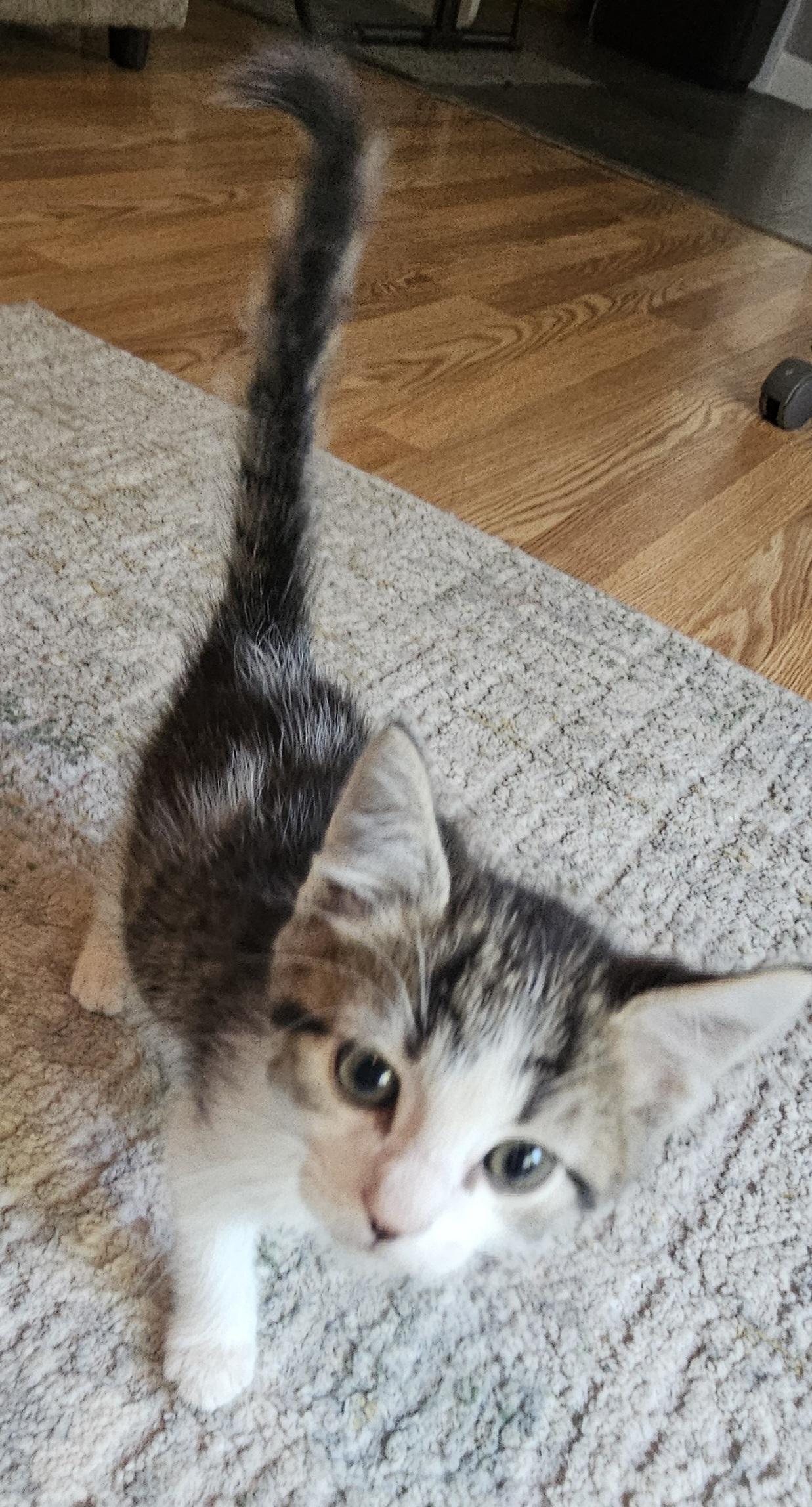 Blarney, an adopted mixed breed in Racine, WI image 4/5