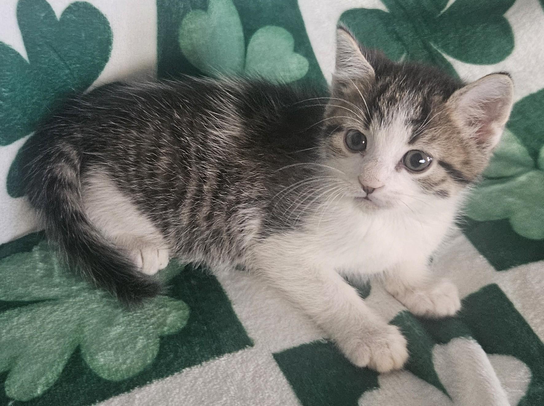 Blarney, an adopted mixed breed in Racine, WI image 1/5