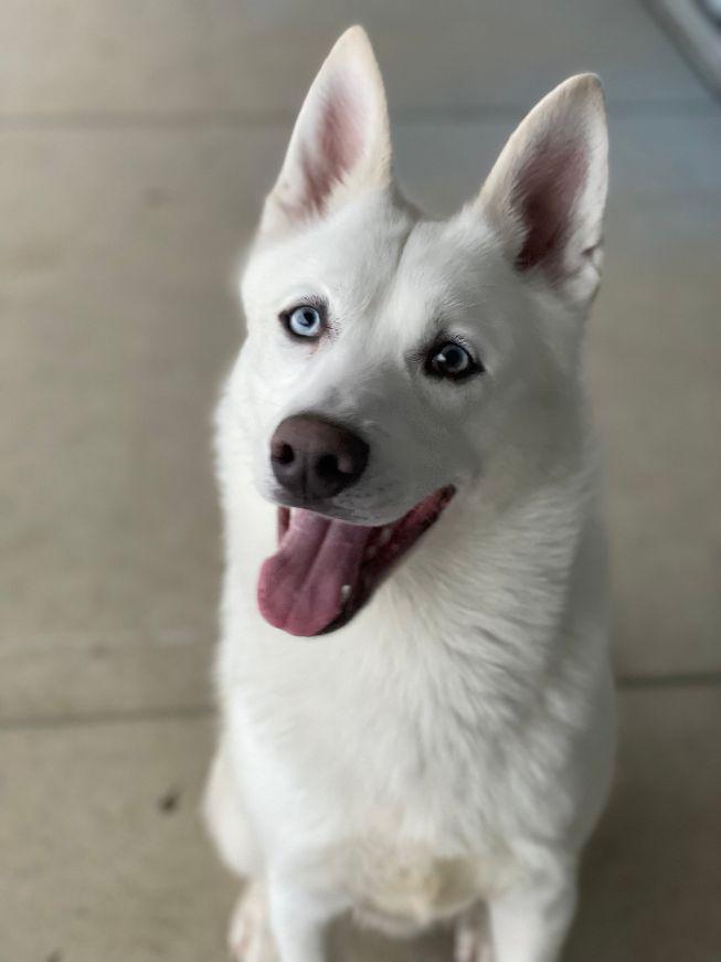 Enlarge Niko, a ADOPTABLE mixed breed in Carneys Point, NJ image 2/6