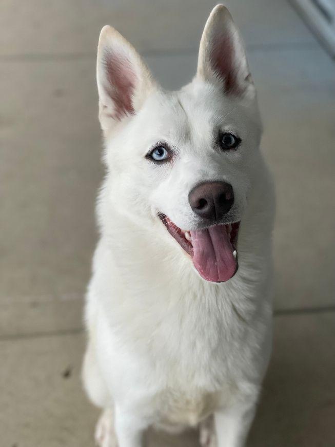 Enlarge Niko, a ADOPTABLE mixed breed in Carneys Point, NJ image 3/6