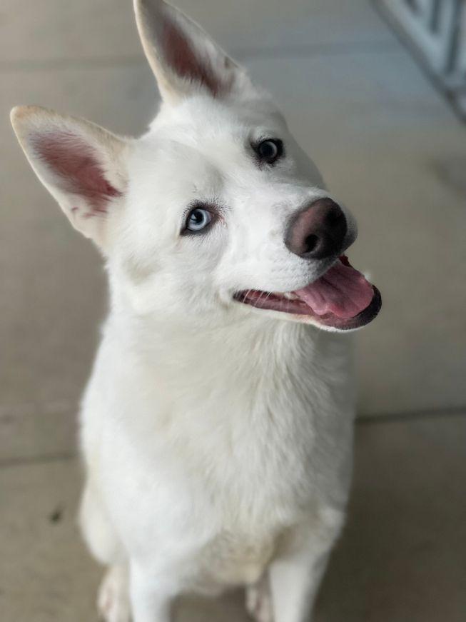 Enlarge Niko, a ADOPTABLE mixed breed in Carneys Point, NJ image 1/6