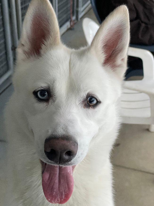 Enlarge Niko, a ADOPTABLE mixed breed in Carneys Point, NJ image 4/6